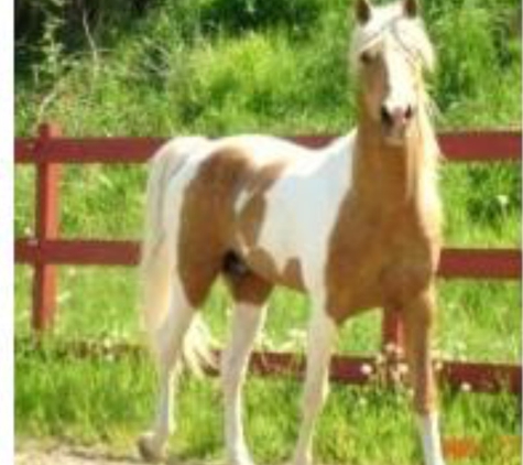 MMW Quarter Horses - Olalla, WA