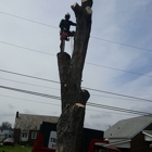 Zambo's Tree Service