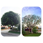 Ortega tree service and lawn maintenance