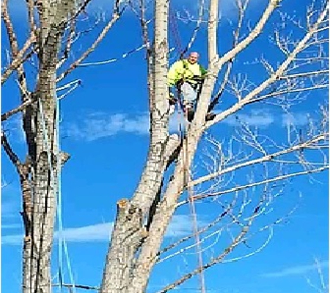 The Tree Professional LLC - Reno, NV