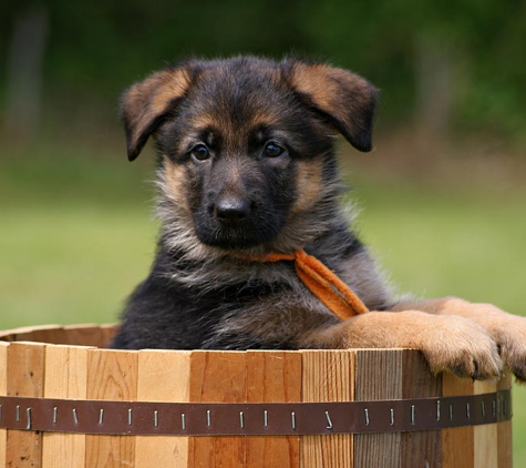 Florida German Shepherd Puppies - Orlando, FL