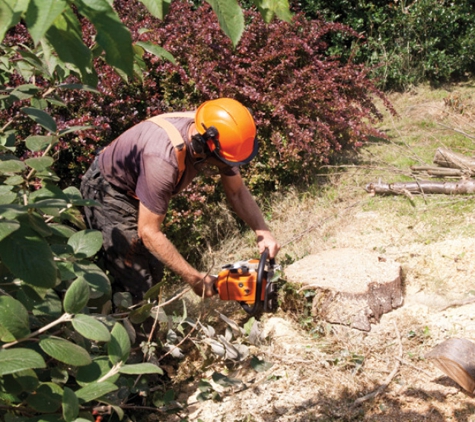 Denson Tree Service - Albertville, AL