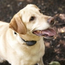 Dogwatch of Susquehanna Valley - Dog Training