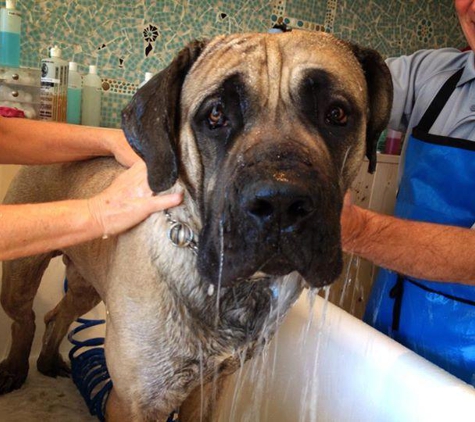 Dirty Dog Wash - Huntingtn Bch, CA