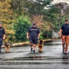 Albany Off Leash K9 Training gallery