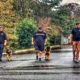 Albany Off Leash K9 Training