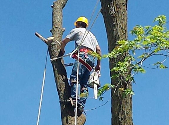 The Tree Guy llc - Fulton, MO