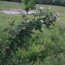 D&B LAND CLEAN UP, LLC - Landscape Contractors