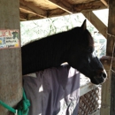 Dickson Ranch - Horse Training