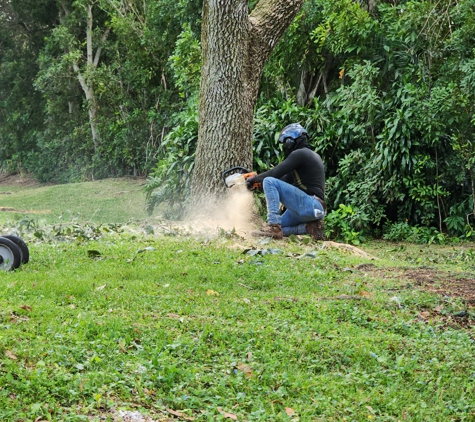 Full Tree Services - Davie, FL. Oak Tree Removal 