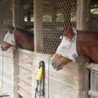 Thompson Park Stables