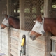 Thompson Park Stables