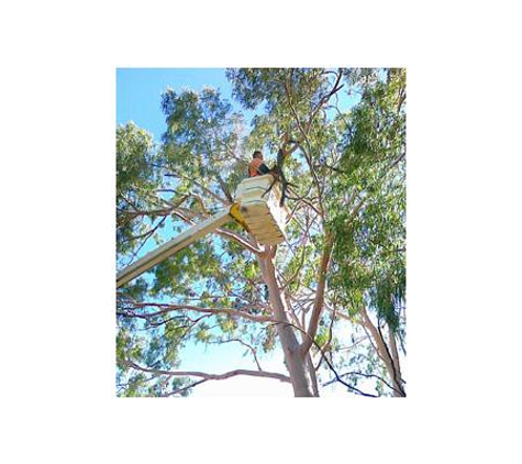 Maddington Tree Service - Maddington, WA