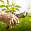 Arbor Tree Care - Tree Service