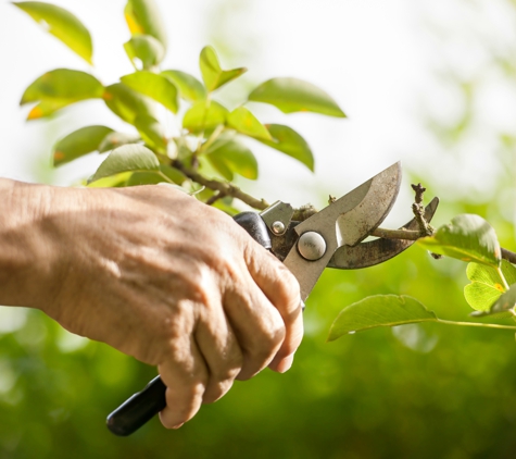 Arbor Tree Care - Boca Raton, FL