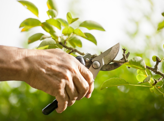 Arbor Tree Care - Wilmington, NC