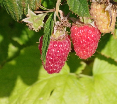 Harvold Berry Farm - Carnation, WA