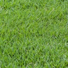 The Grass Company