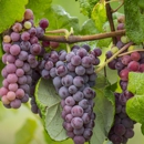 Vineyards Odessa - Tourist Information & Attractions