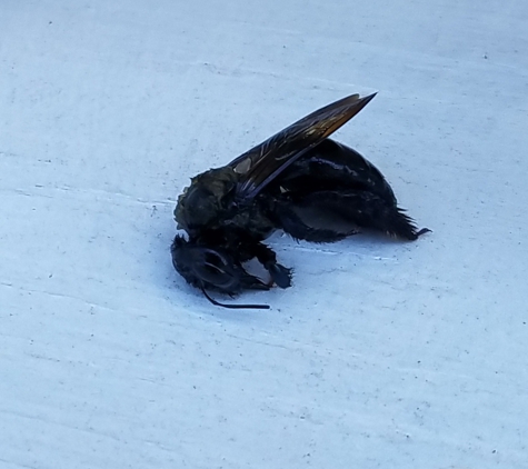 Pestex - Lincolnton, NC. One of the dead carpenter bees that were in my wooden porch railings.