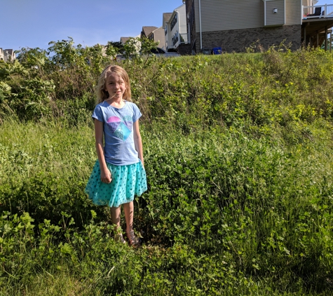 Vance's Landscape Supply - Beaver Falls, PA. 2-3 foot tall weeds