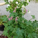 Old Thyme Loghouse Garden - Nurseries-Plants & Trees