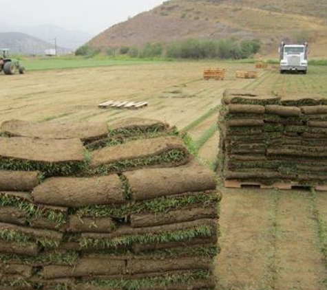 Valley Sod Farm Inc - Los Angeles, CA