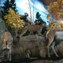 Cabela's - Sporting Goods