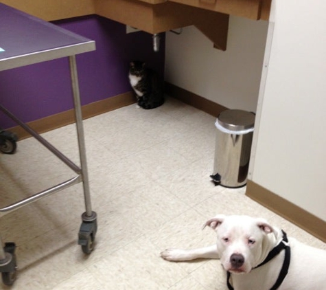 Webster Groves Animal Hospital And Urgent Care Center - Saint Louis, MO