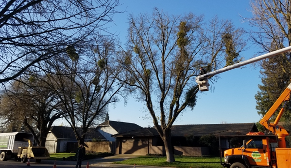 John N Eddie's Tree Care - Stockton, CA