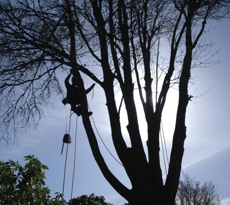 Pacific Northwest Tree Services - Olympia, WA