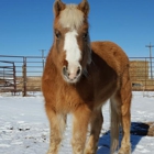 Front Range Equine Rescue