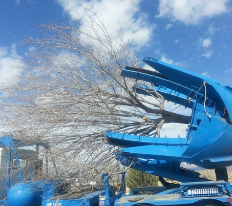 Dad's Tree - Salt Lake City, UT