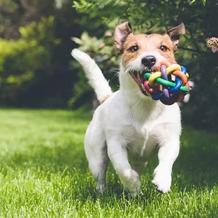 Scooby -Doo Pet Resort - Beverford, VIC