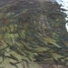 Page Springs Hatchery gallery