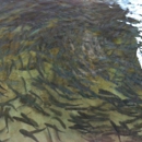 Page Springs Hatchery - Fish Hatcheries