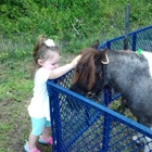 Beach Party Ponies & Petting