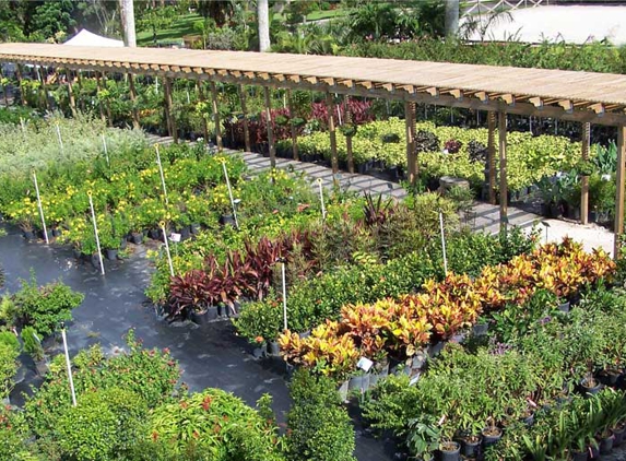 El Chino Nursery - Miami, FL. plant nursery - el chino plant pic
