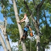 Top Notch Tree Service gallery