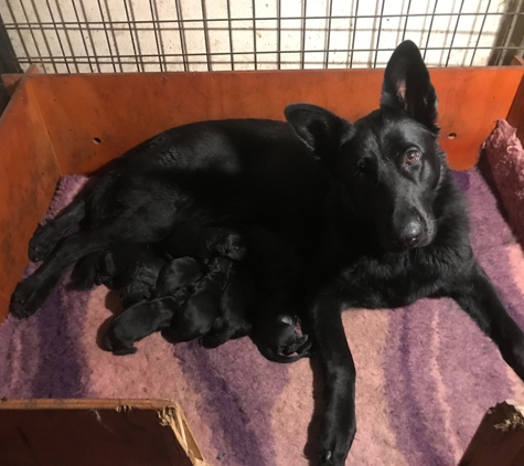 VomSirius Working Dogs - Mount Tarampa, QLD