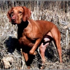 White River Vizsla and Weimaraner