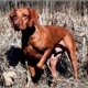 White River Vizsla and Weimaraner