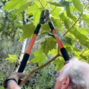 Arbor Tree Service - Stump Removal & Grinding