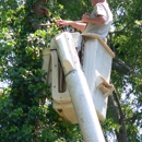 County  Tree Service - Stump Removal & Grinding
