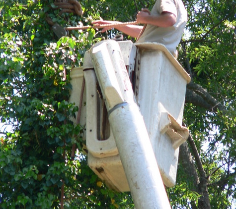 County  Tree Service