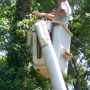 County  Tree Service