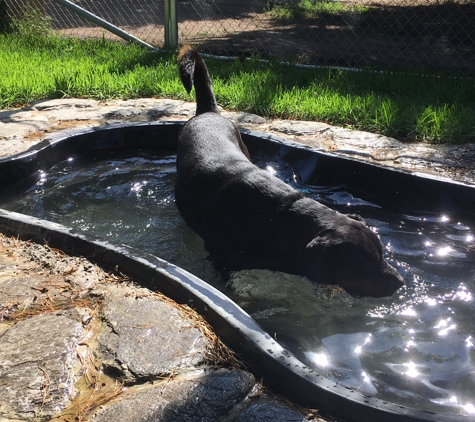 Whispering Pines Dog Training & Boarding Centre - Parkesbourne, NSW. Our swimming pools for your best friends enjoyment