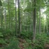 Greater Michigan Timber Management gallery