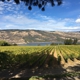 Garnier Vineyards at Mayerdale