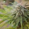 Elevate Holistics Medical Marijuana Doctors gallery